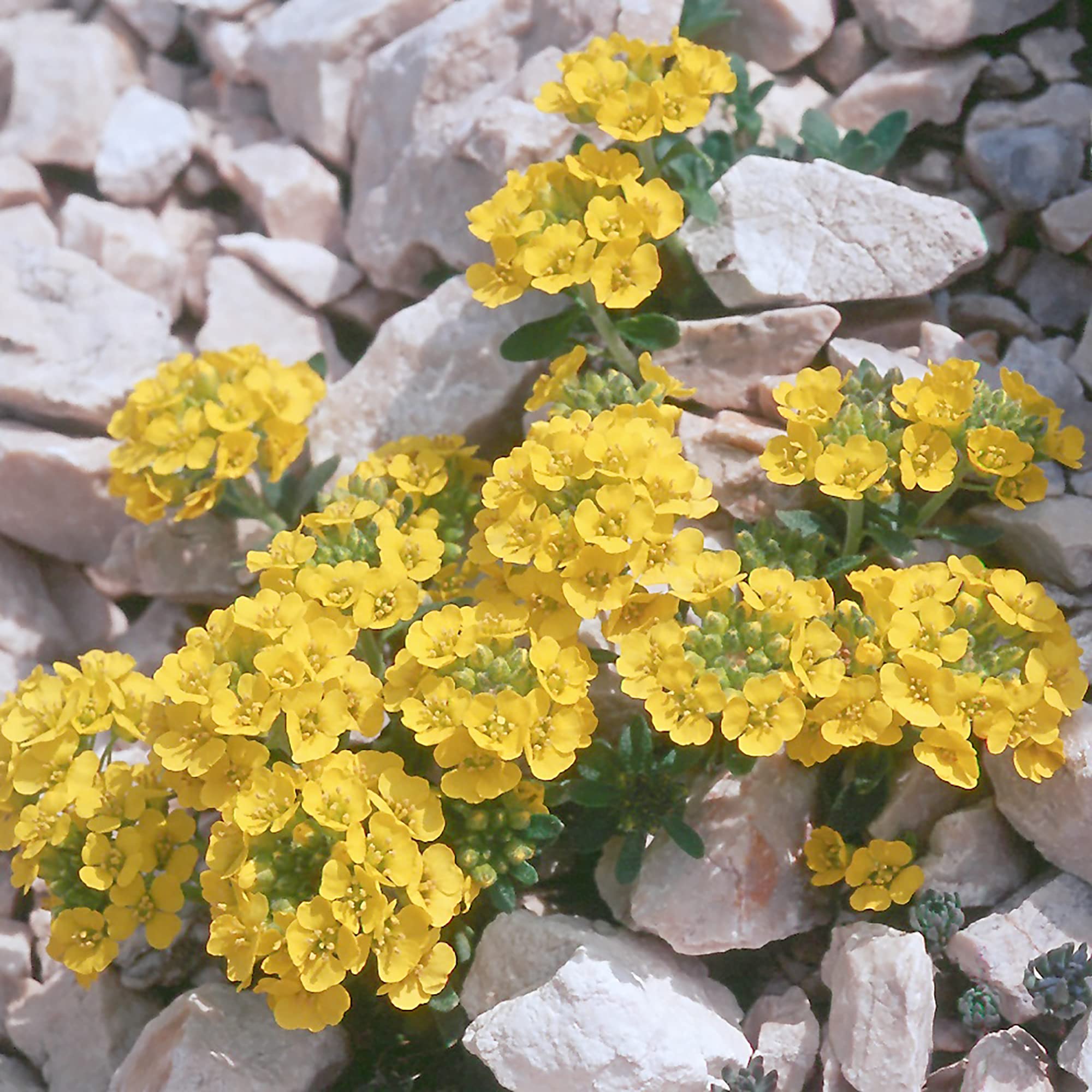 Alyssum Schnell Gold Ground Cover Flower - for planting in home garden